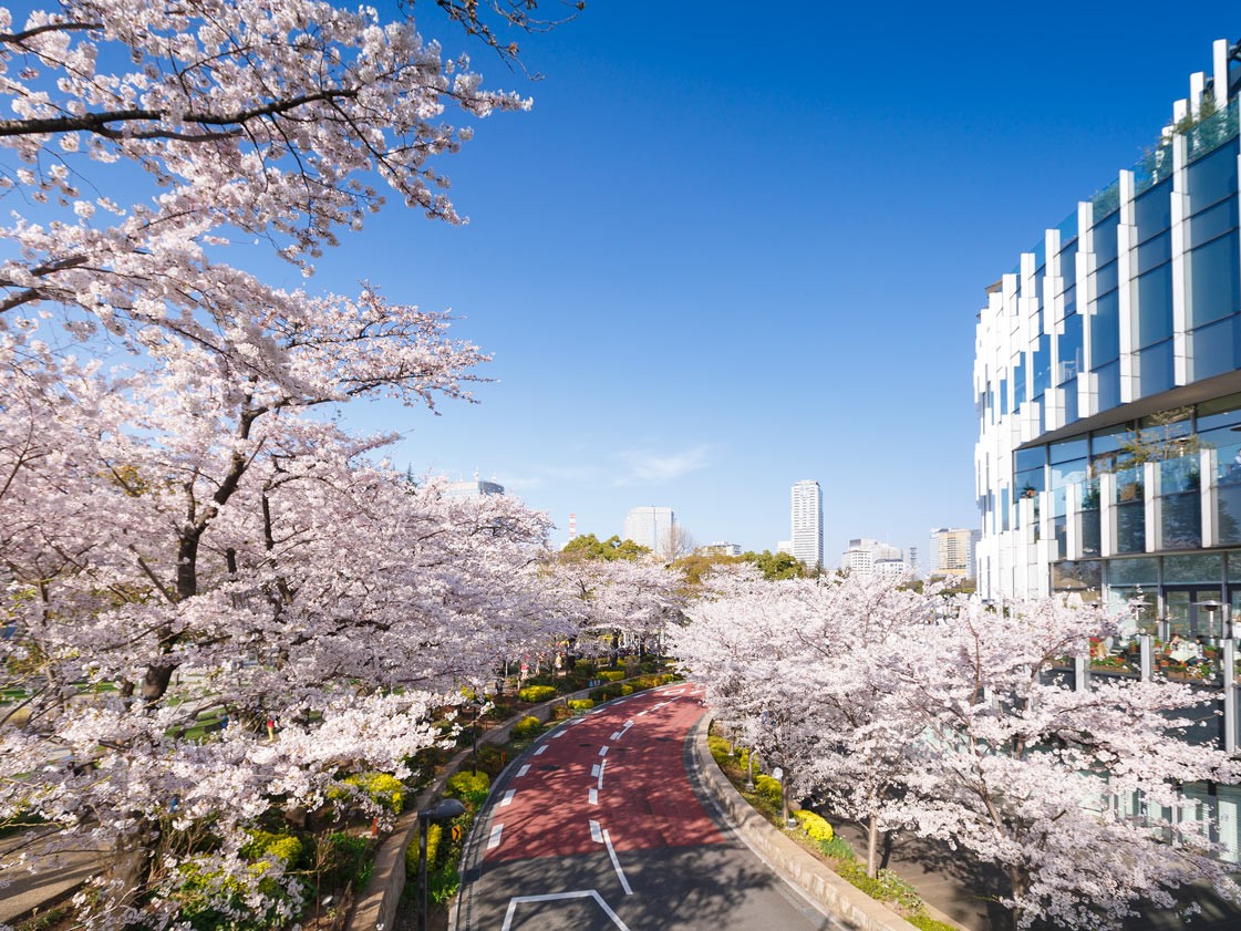 【日本桜】2024年春に行く！日本人に人気の関東お花見スポット
