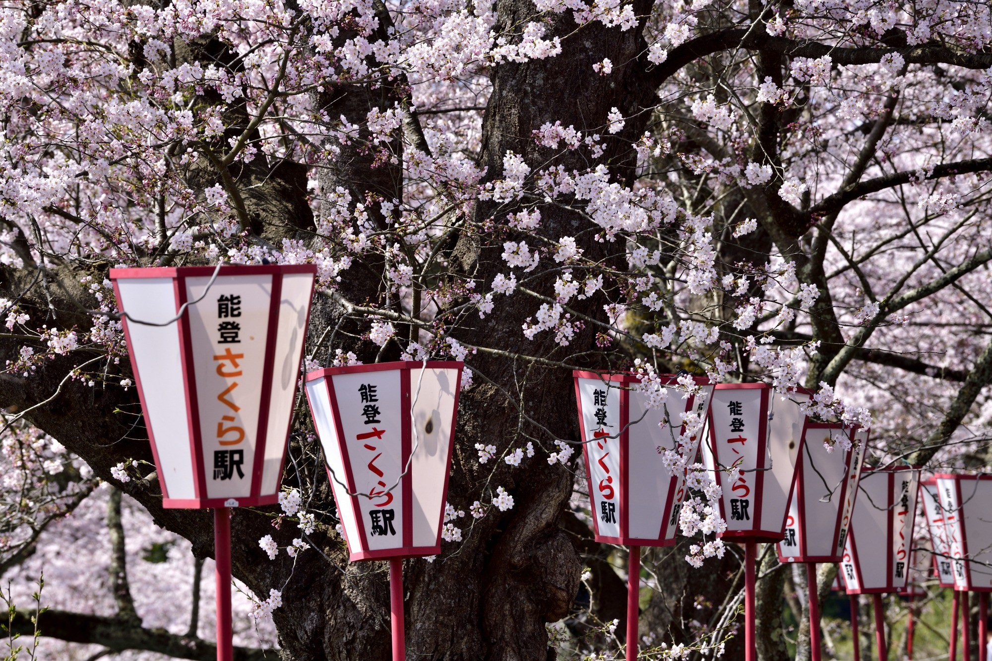 Sakura di Noto, Ishikawa