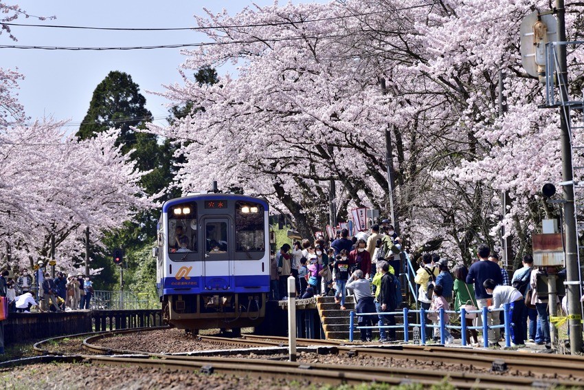 du lịch nhật bản hoa anh đào sakura