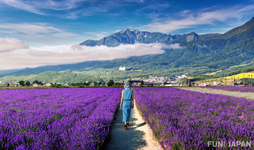 Hokkaido Biei Lavender