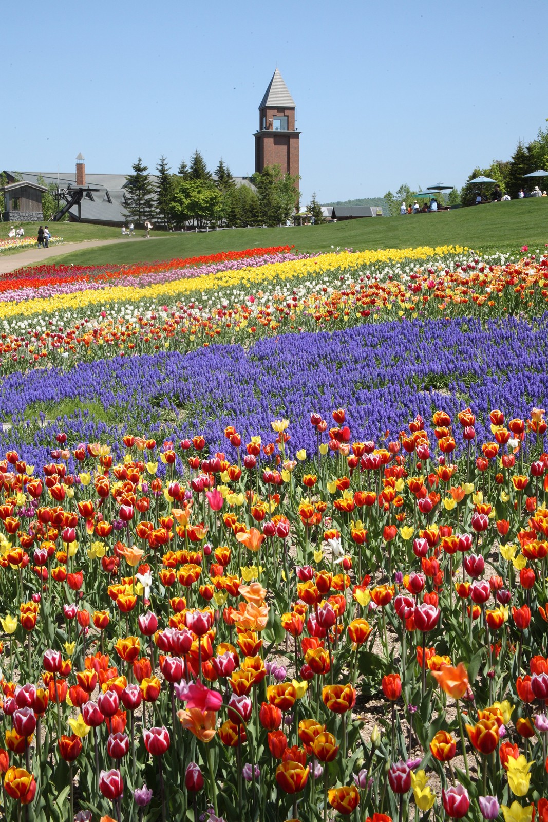 【Sapporo City】Taman Bukit Lavender Nasional Takino
