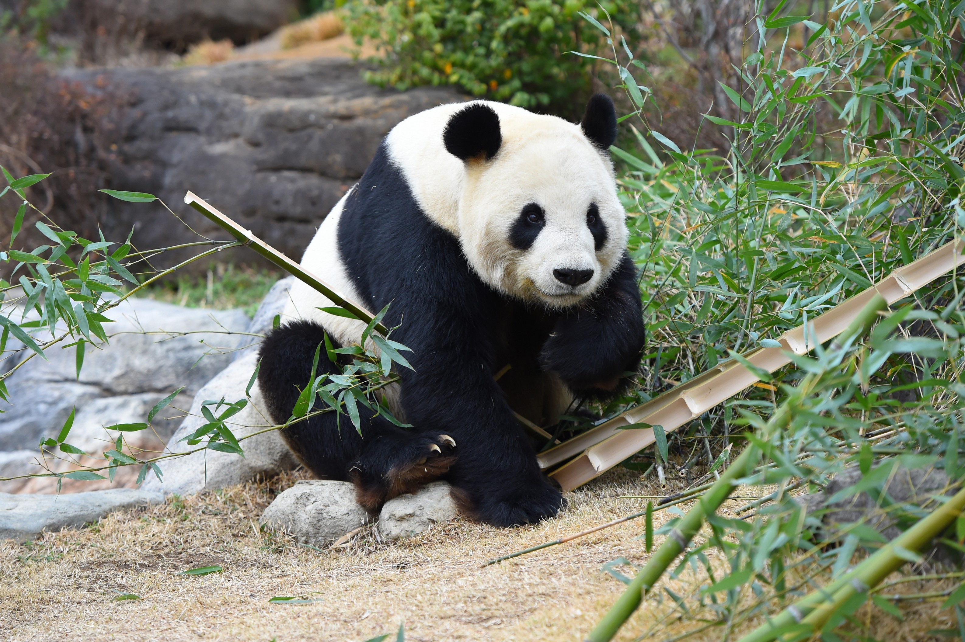 在上野動物園可以看到的大熊貓