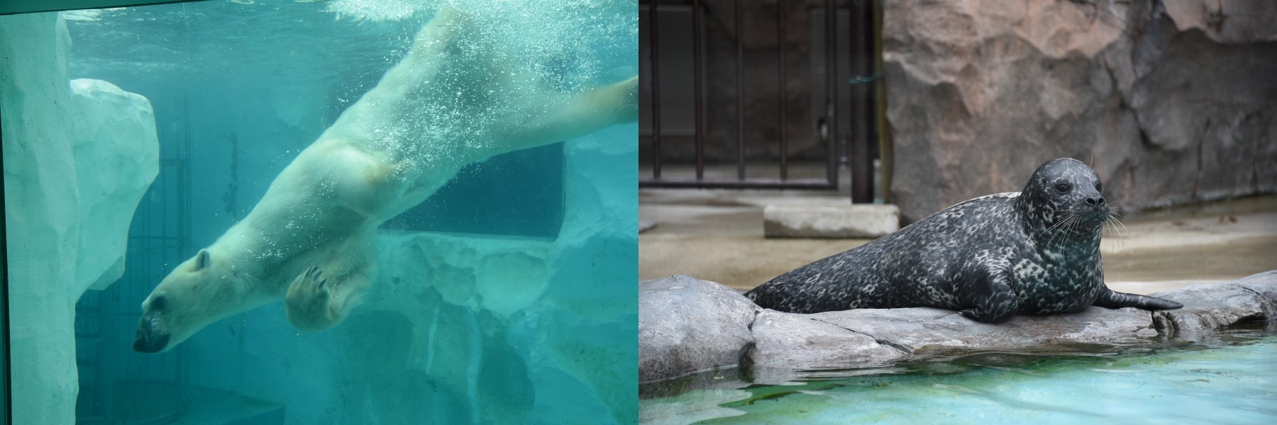 上野動物園的北極熊、海豹
