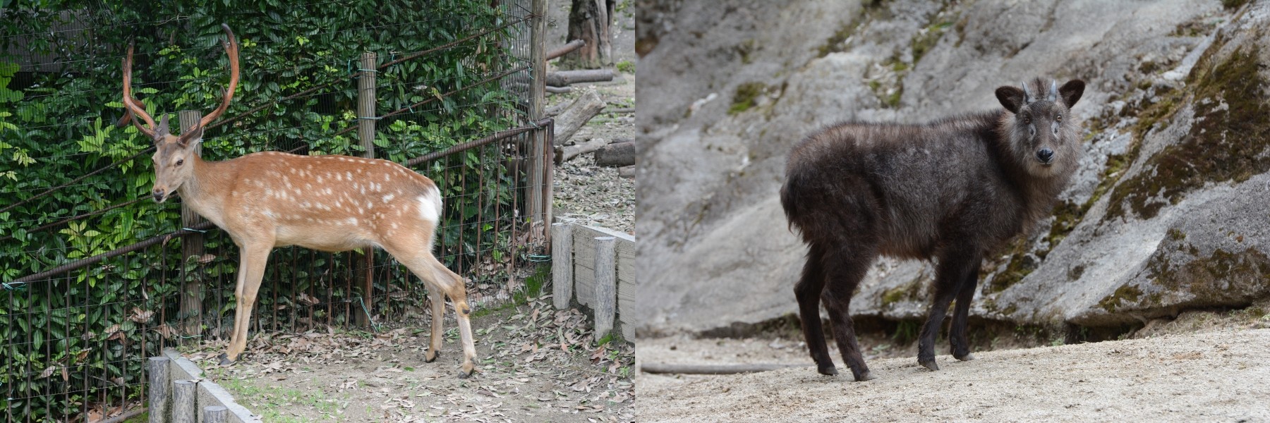 上野動物園的蝦夷鹿、長鬃山羊