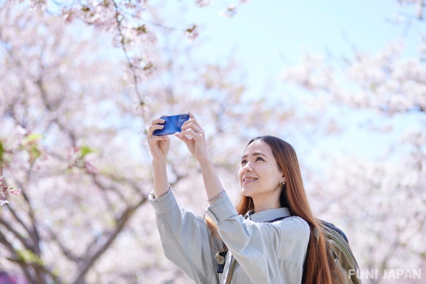 日本 一人旅 桜