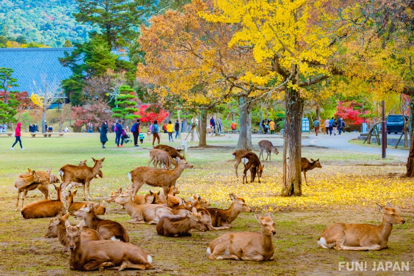Nara City・Nara Park