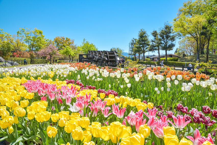 Tonami Tulip Fair Toyama Prefecture