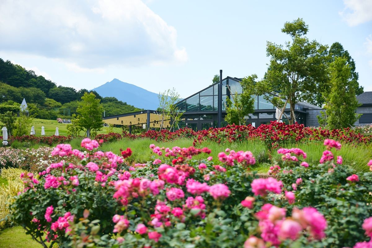 Bunga Musim Semi Mawar Ibaraki Flower Park