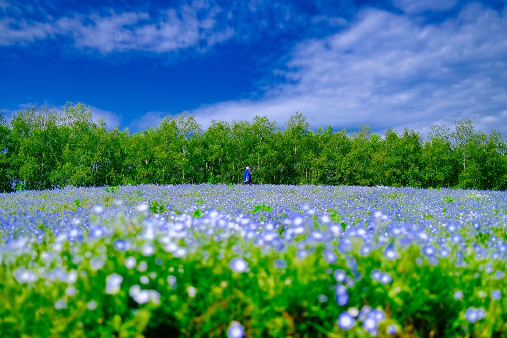 Spring Flower Scenery Nemophila Shikisai Hill