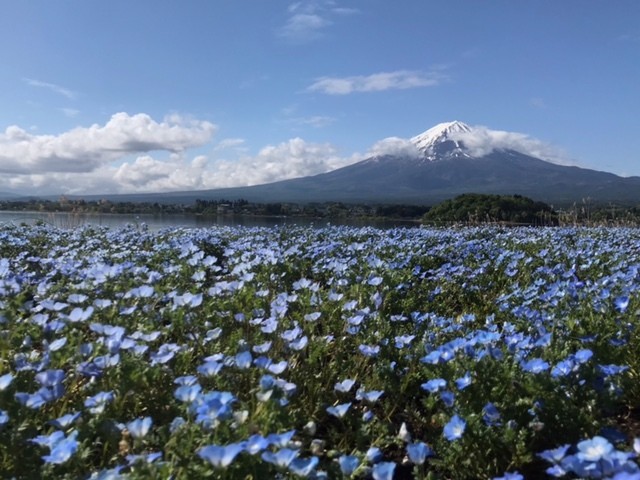 Kawaguchiko Oishi Park