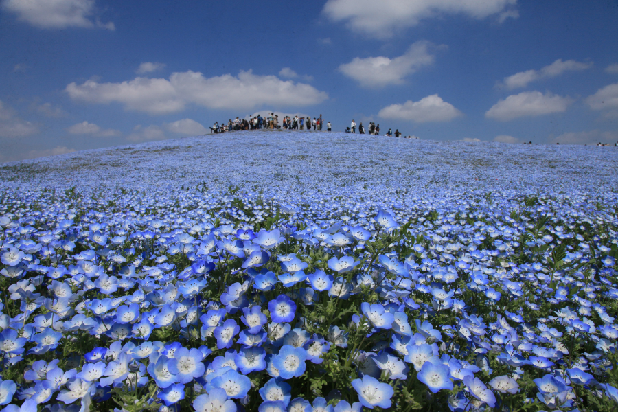 ภาพทิวทัศน์ดอกไม้ในฤดูใบไม้ผลิ Nemophila ที่สวนริมทะเล Hitachi