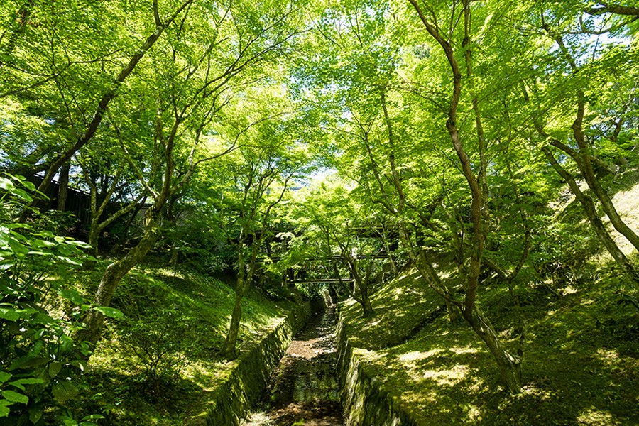 東福寺 新綠的京都