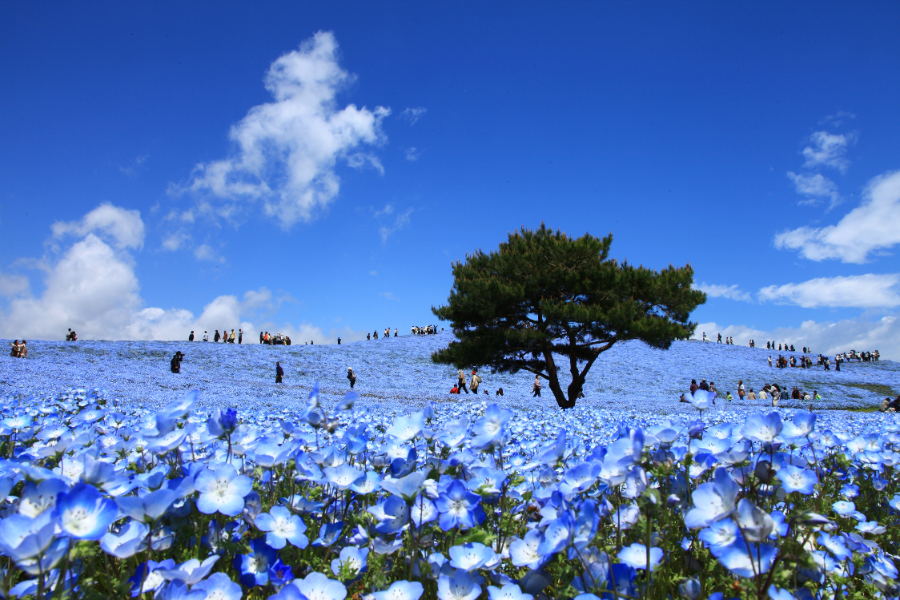 春 花 絶景 ネモフィラ