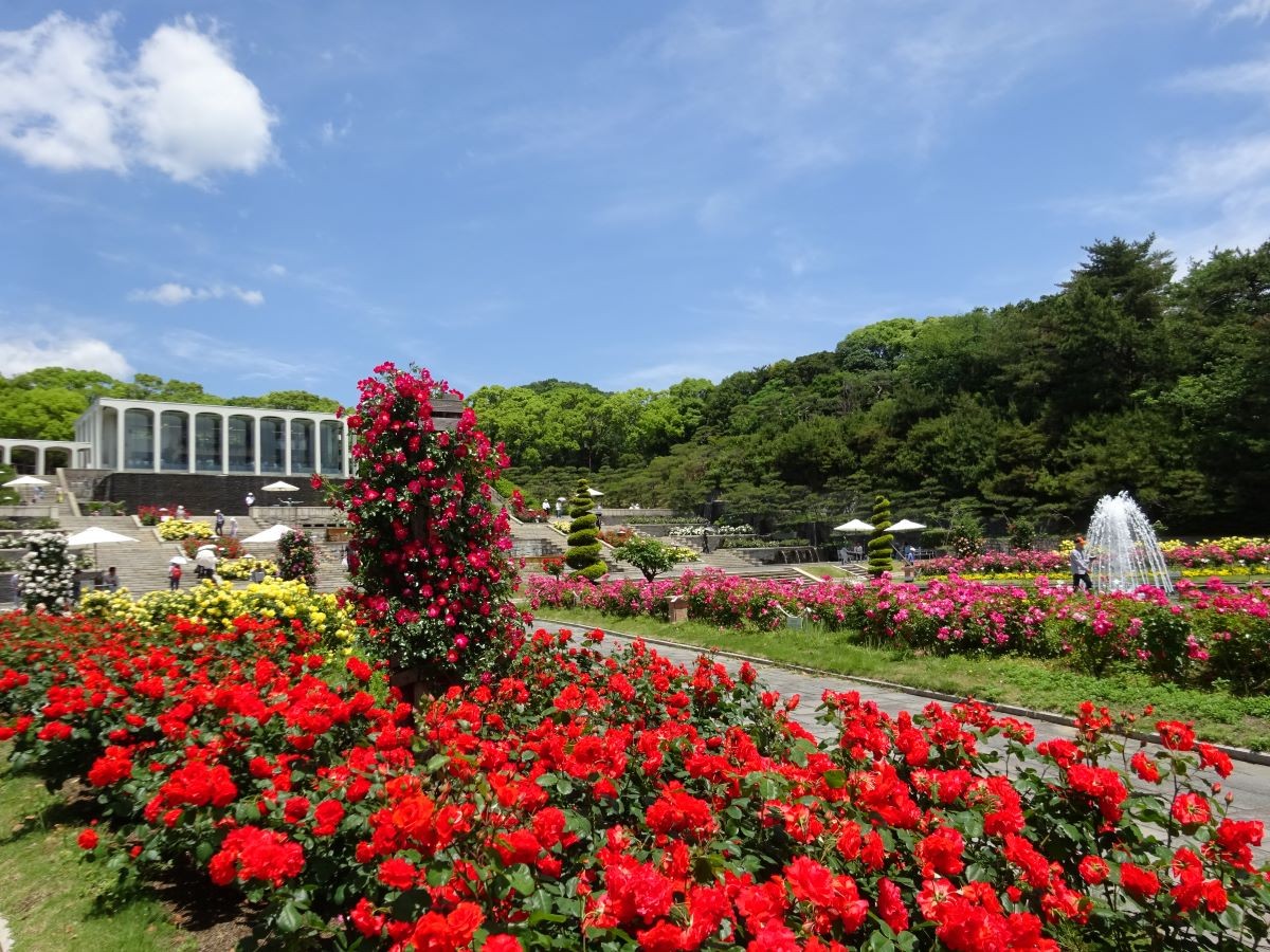 Musim semi Bunga Mawar Taman Istana Suma di Kota Kobe