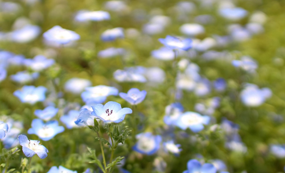 ภาพทิวทัศน์ดอกไม้ในฤดูใบไม้ผลิ Nemophila Showa Kinen Park