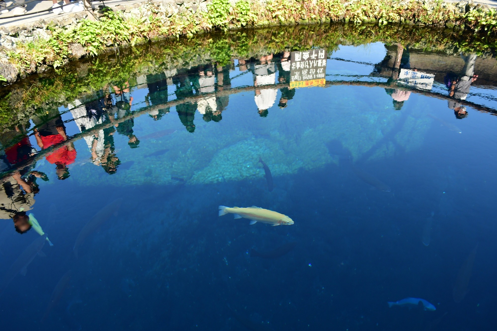 忍野八海