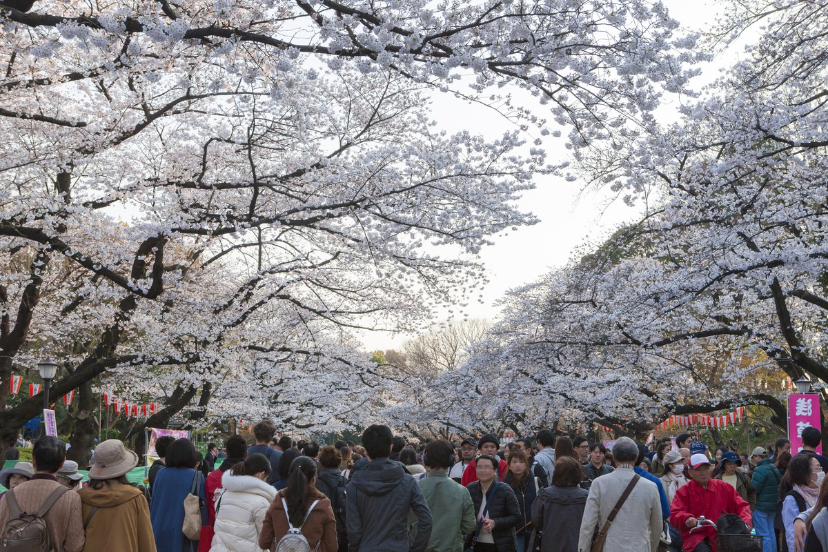 Địa điểm nổi tiếng về hoa anh đào: Công viên Ueno