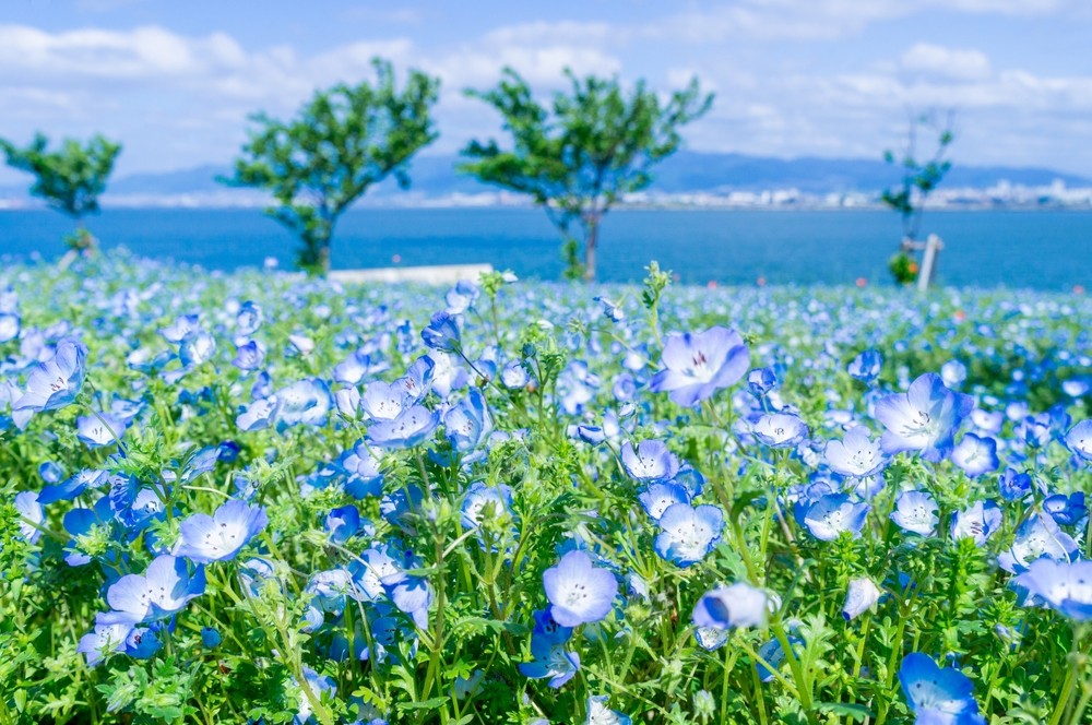 Spring Flower Scenic Nemophila Osaka Maishima Seaside Park