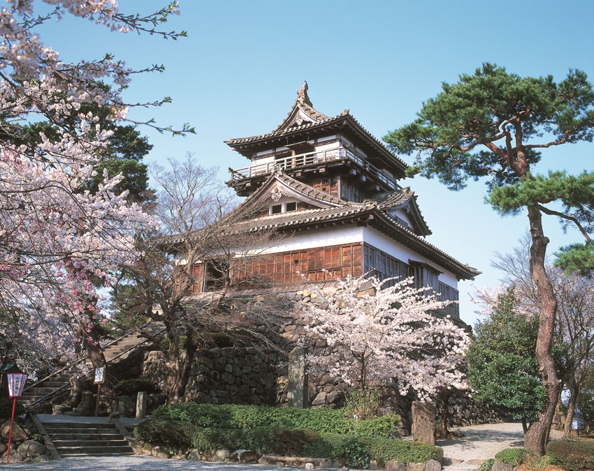 sakura di Maruoka Castle Fukui Prefecture 