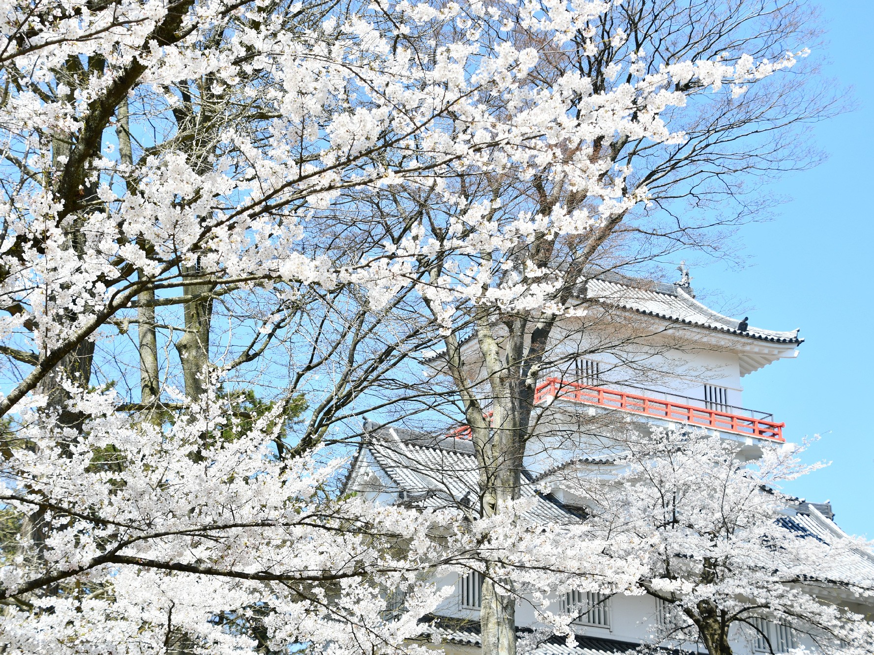 【秋田】千秋公園 日本全国にある、城と桜が一緒に見られる名所
