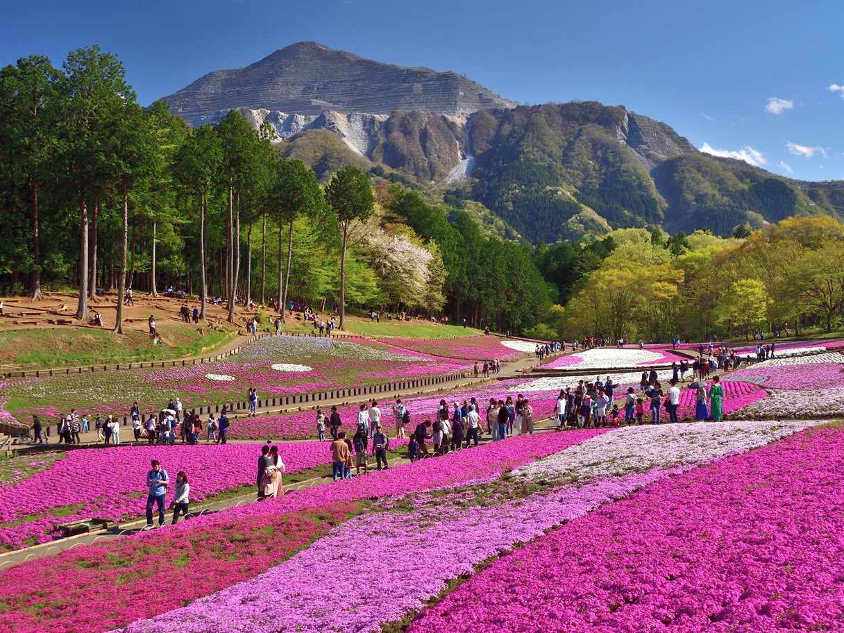 【Japan Cherry Blossom】Let's Go in Spring 2024! Popular Kanto Cherry Blossom Viewing Spots Among Japanese