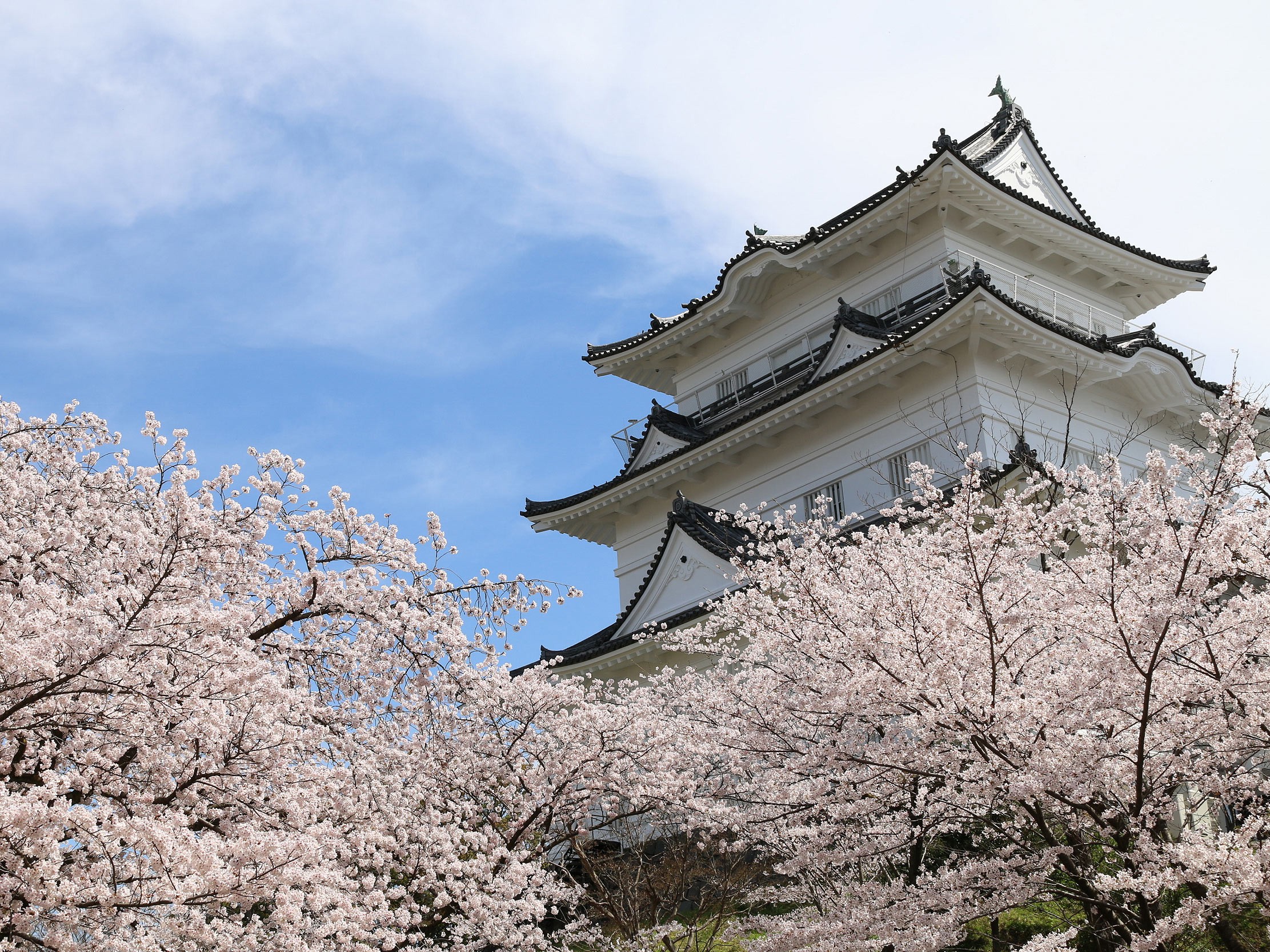 【神奈川】小田原城址公園 日本全国にある、城と桜が一緒に見られる名所