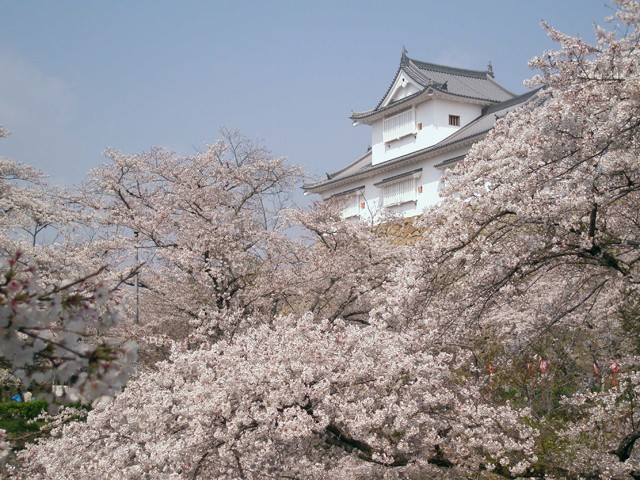 【岡山】津山城 日本全国にある、城と桜が一緒に見られる名所