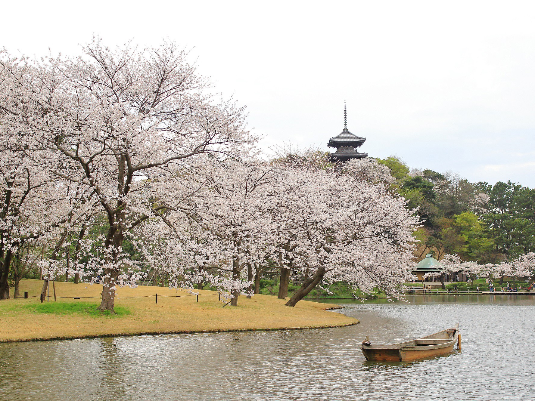 【Japan Cherry Blossom】Let's Go in Spring 2024! Popular Kanto Cherry Blossom Viewing Spots Among Japanese