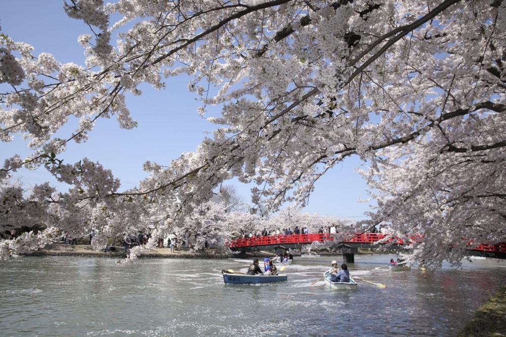 日本の城の周りに桜が多いのはなぜ？