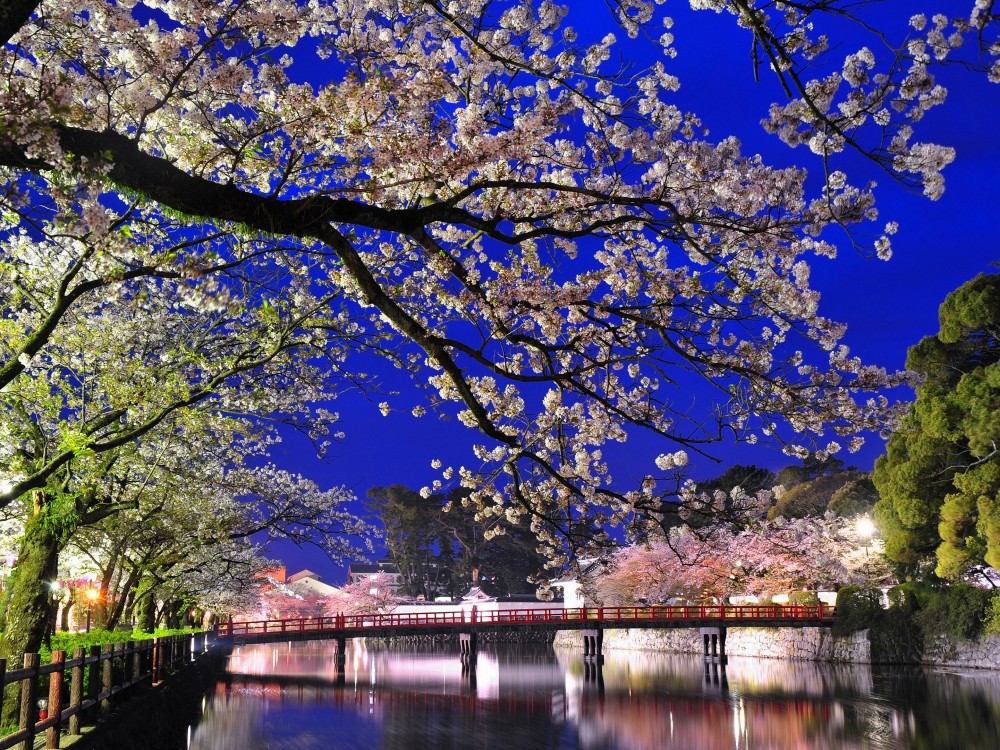 【神奈川】小田原城址公園 日本全国にある、城と桜が一緒に見られる名所