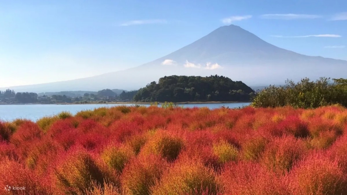 富士山與掃帚草