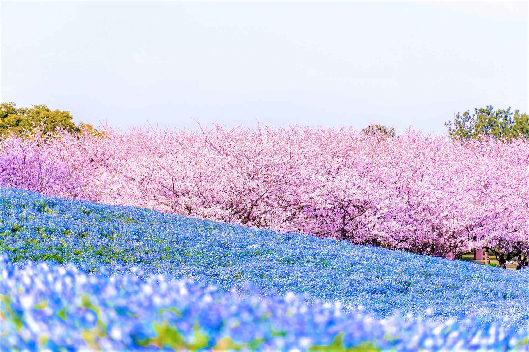 Mùa xuân hoa cảnh đẹp Nemophila Công viên Uminonakamichi Seaside Park