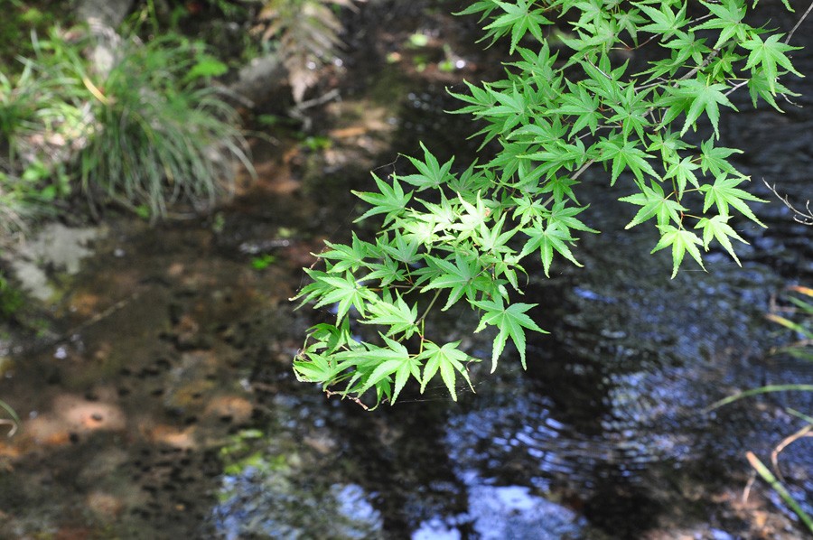 Green Maple