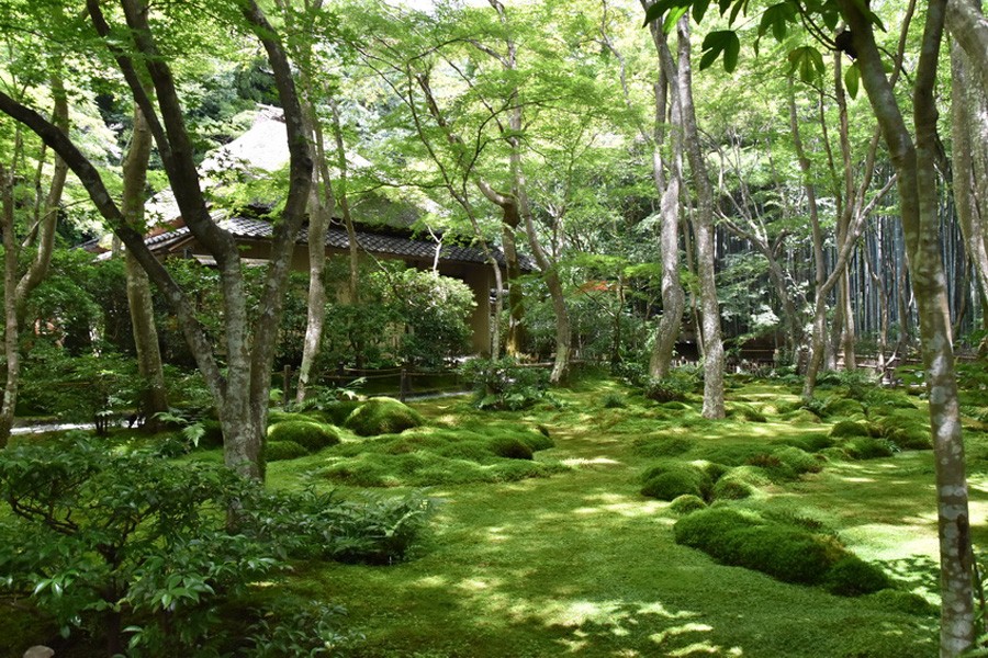 Chùa Gio-ji Kyoto mùa xanh tươi mới