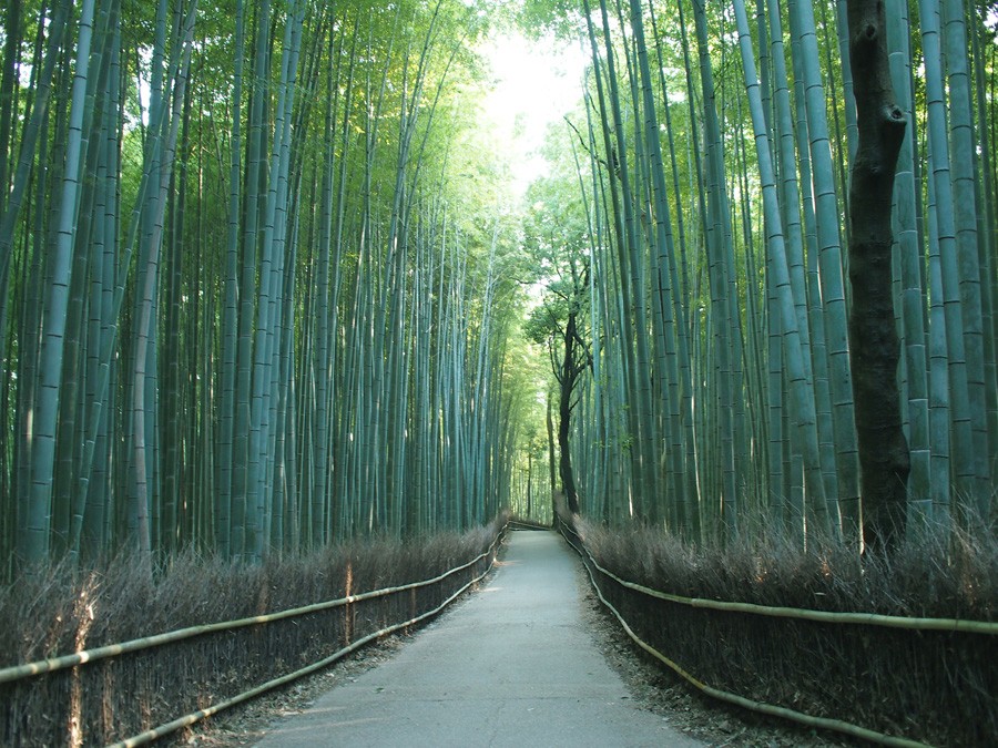 Jalan Kecil Hutan Bambu Arashiyama Kyoto musim semi