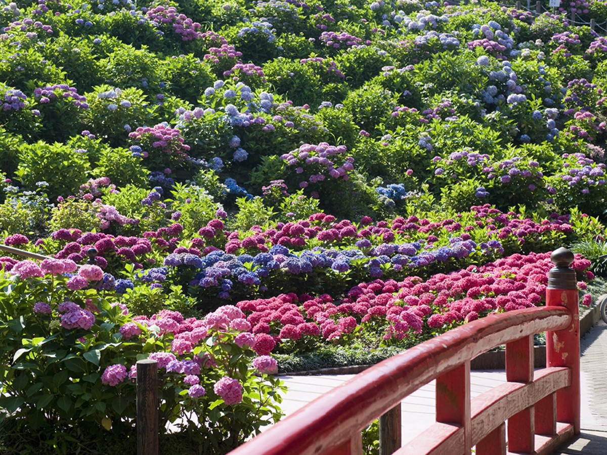 ดอกไม้ ฤดูร้อน อาจิไซ น้ำพุร้อนคาตะฮาระ หมู่บ้านอาจิไซ