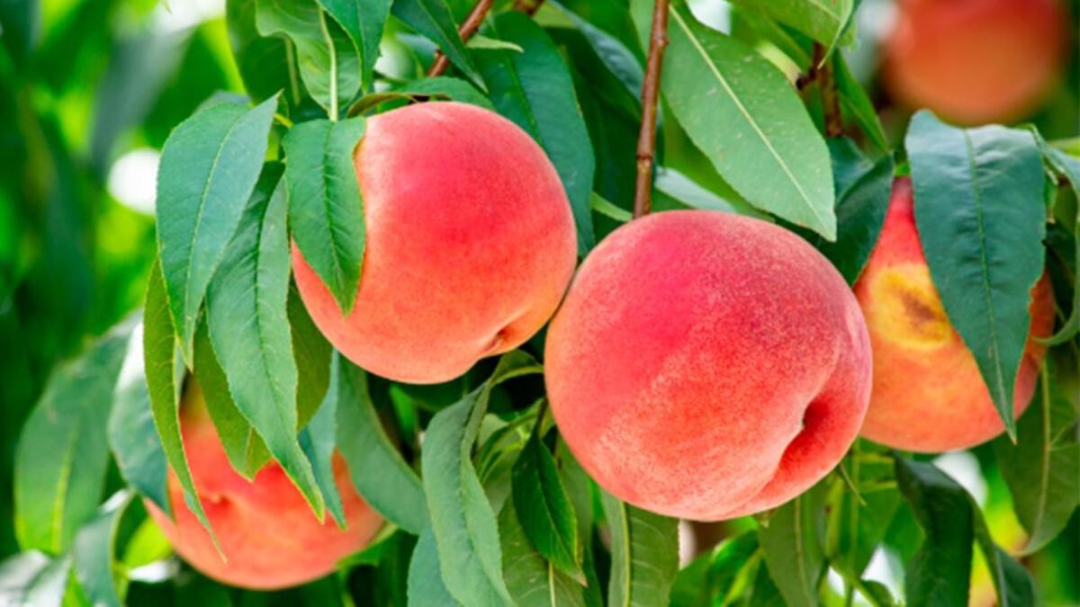 Peach Picking Experience Tour