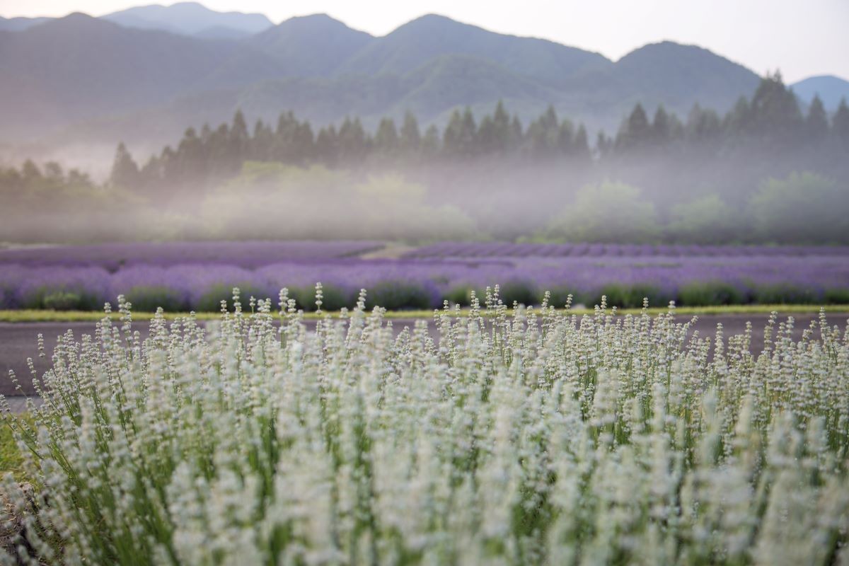 Hoa mùa hè, oải hương, cánh đồng hoa oải hương Misato