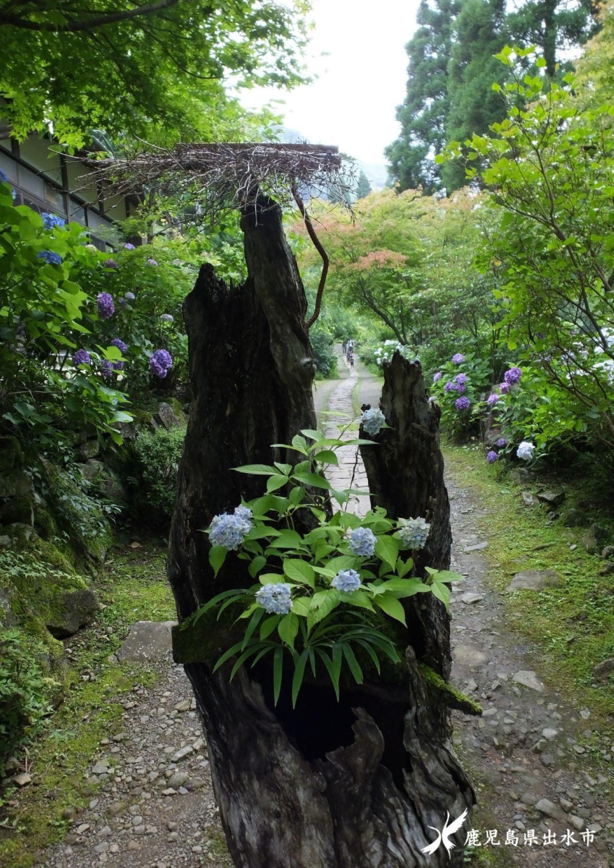 ดอกไม้ ฤดูร้อน อาจิไซ หุบเขาอาจิไซ ที่หมู่บ้านโทโนะโนะโนะ