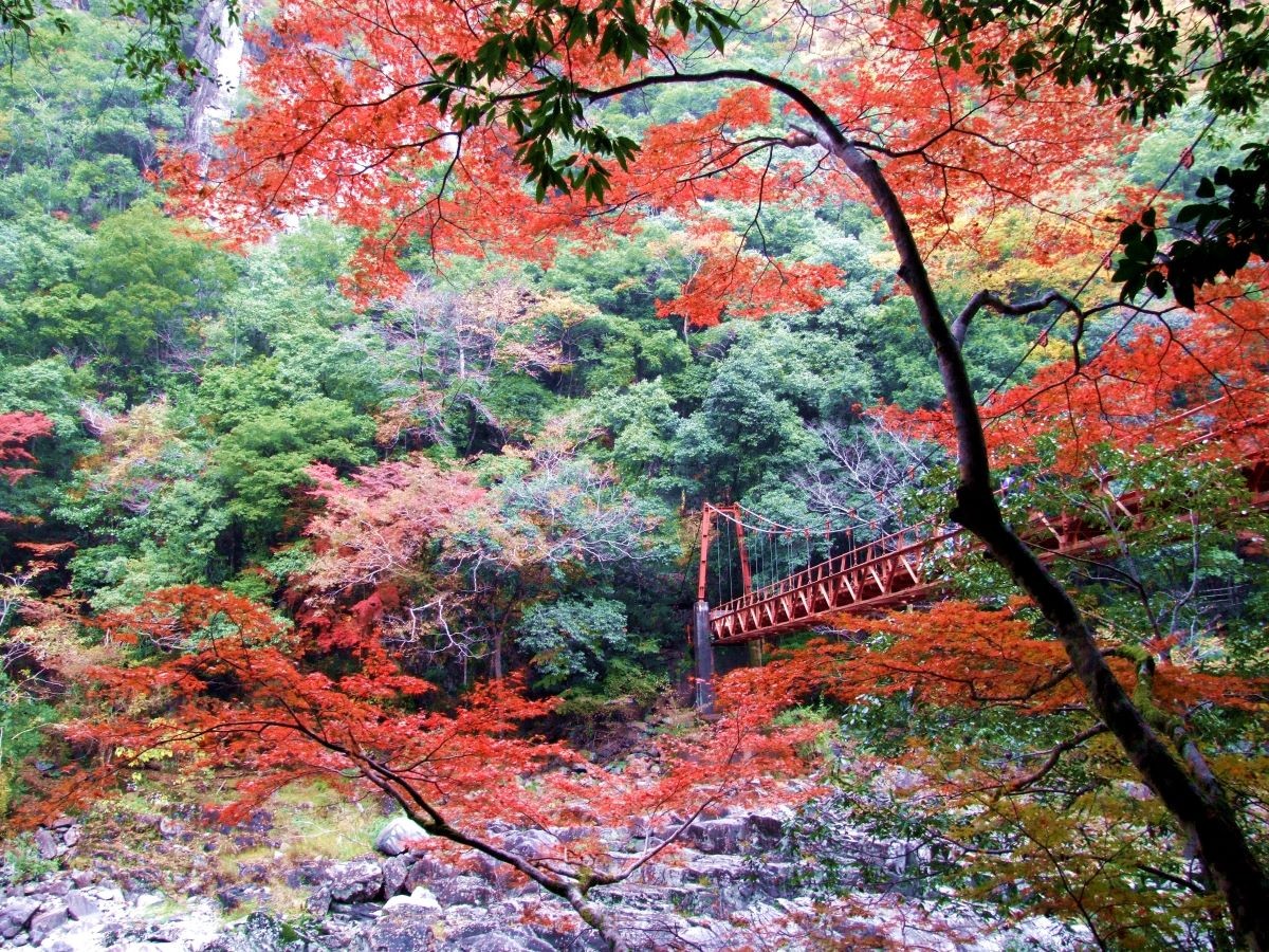 Daun merah di Nagato Gorge, kota Yamaguchi