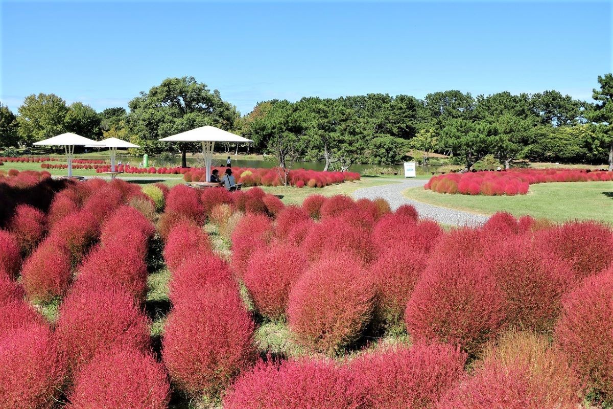 掃帚草 國營海之中道海濱公園 福岡縣