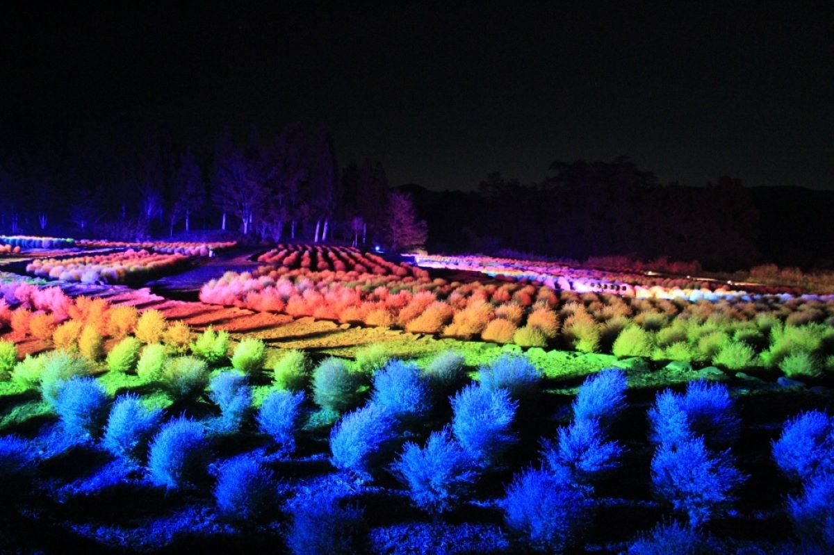 Kochia Michinoku Lakeside National Government Park Miyagi Prefecture