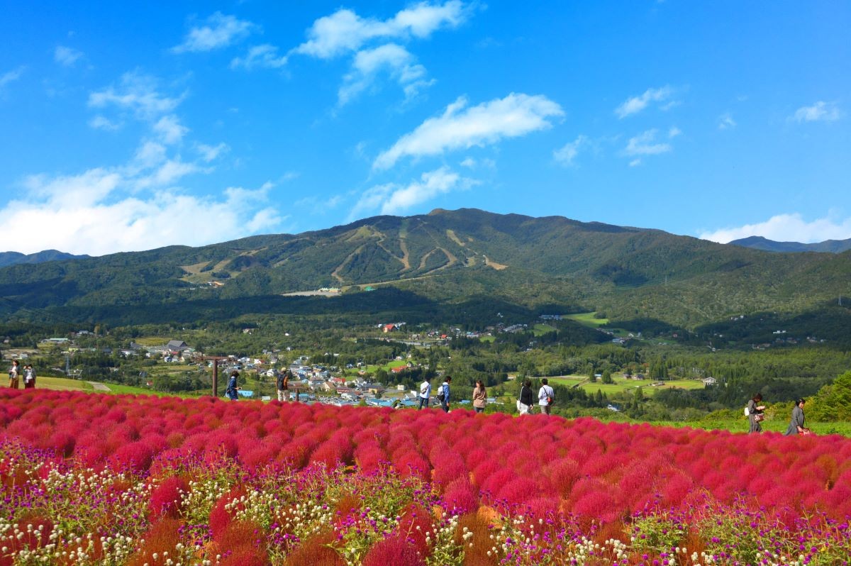 Kokia  Hirugano Picnic Garden Gifu Prefecture