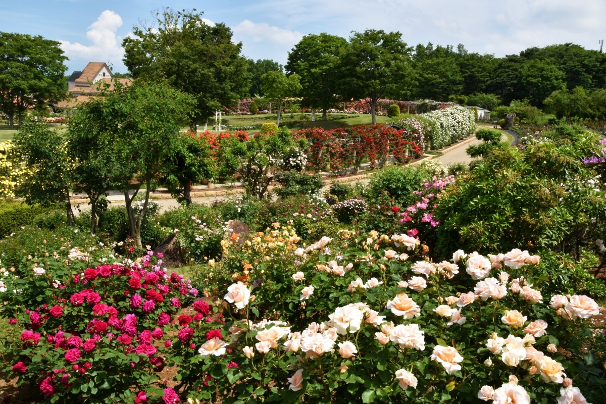Japan recommended rose garden