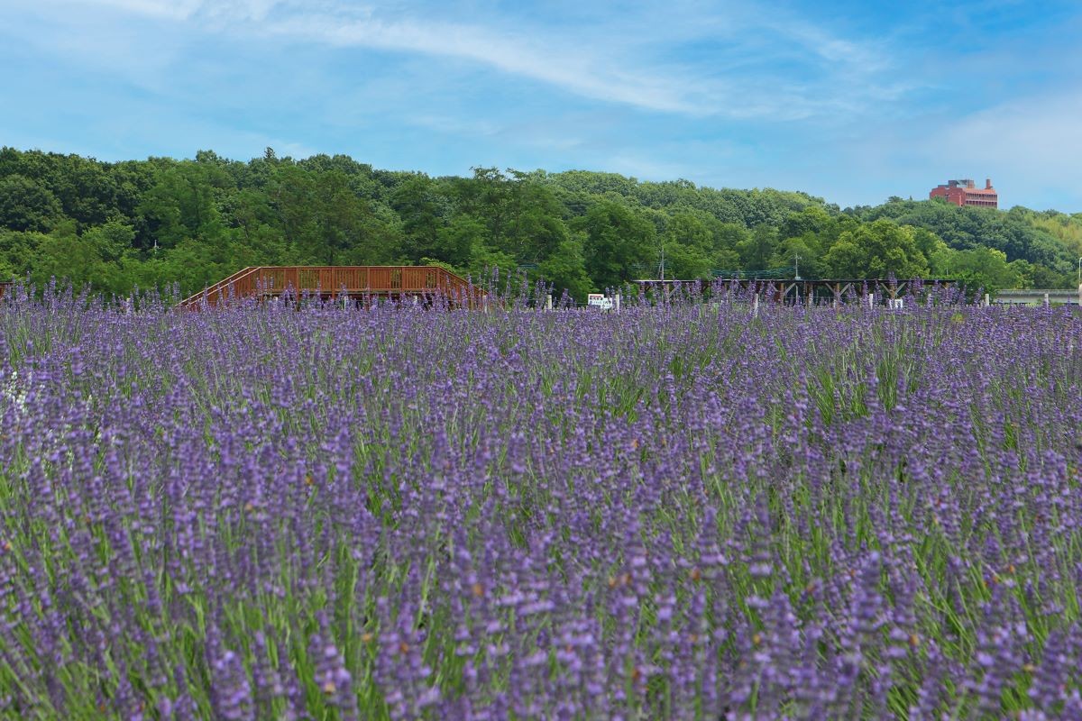 Hoa mùa hè Tỉnh Saitama Vườn hoa oải hương Sen-nen-en