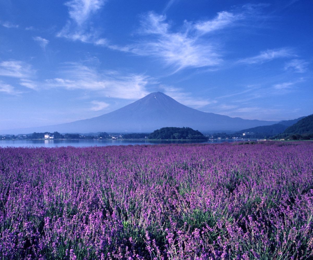 Yamanashi Prefecture Oishi Park Lavender