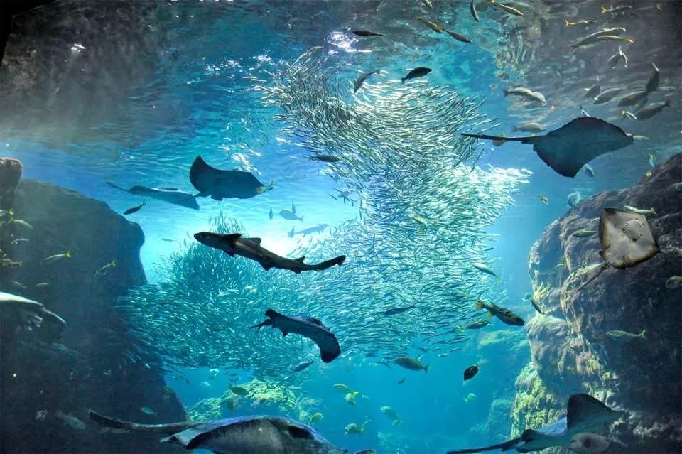 กิจกรรมที่สวนสัตว์น้ำ Enoshima Aquarium Kanto