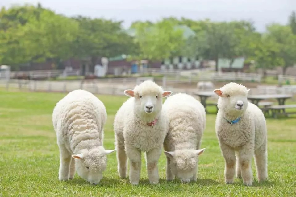 Sở thú Trang trại Mother Farm Kanto Chiba cừu