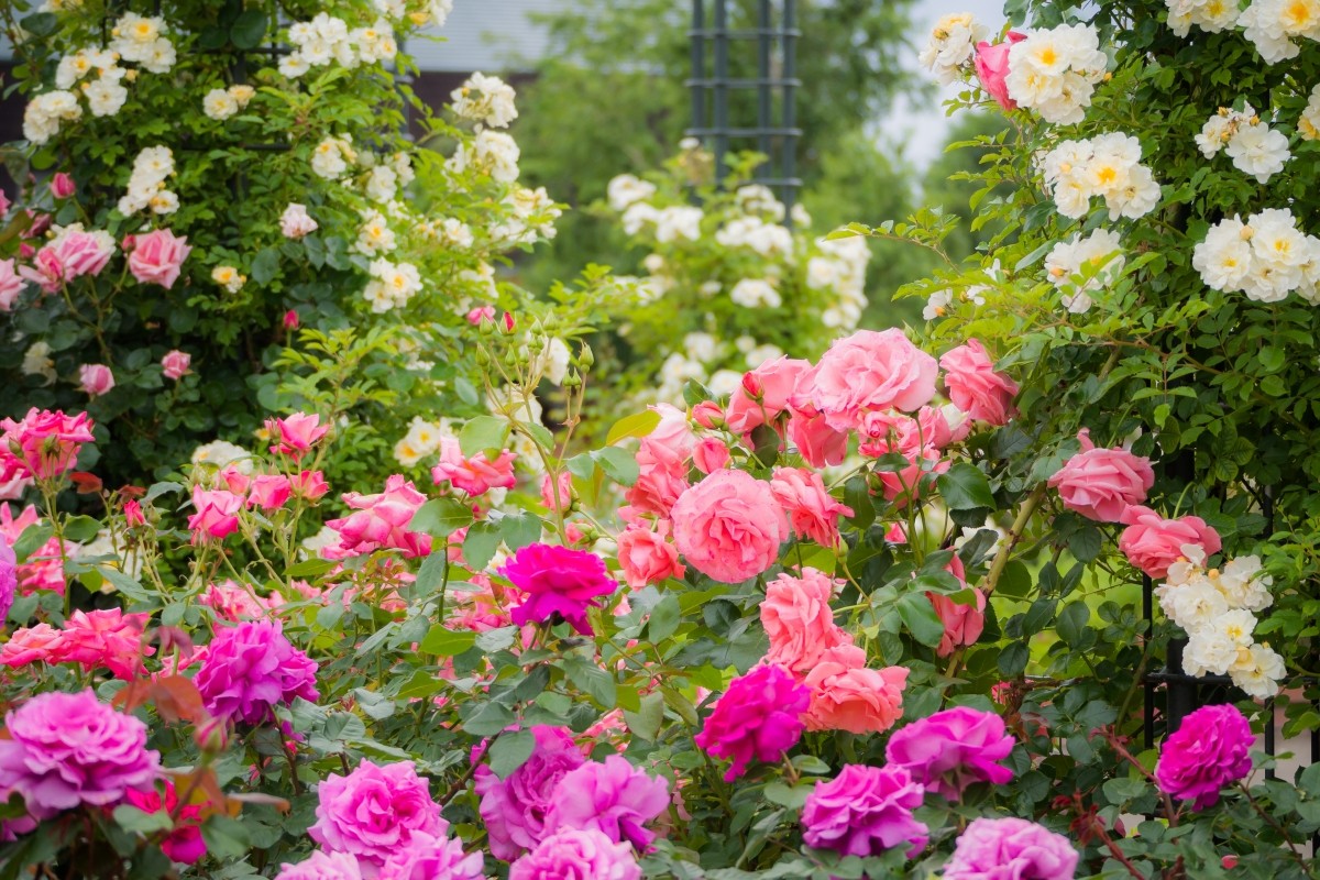 Nhật Bản vườn hồng được đề xuất