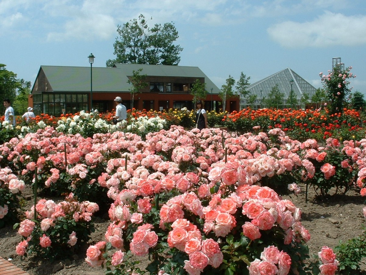 Recommended rose garden in Japan